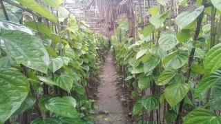 মনোহরদীতে পান চাষে ঘুরেছে ভাগ্যের চাকা মনোহরদীতে পান চাষে ঘুরেছে ভাগ্যের চাকা