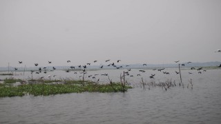 পর্যটনের অপার সম্ভাবনা শিবপুরের ঐতিহ্যবাহি চিনাদী বিল পর্যটনের অপার সম্ভাবনা শিবপুরের ঐতিহ্যবাহি চিনাদী বিল