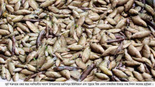 পলাশে পুকুরে বিষ ঢেলে তিন লক্ষাধিক টাকার মাছ নিধন!