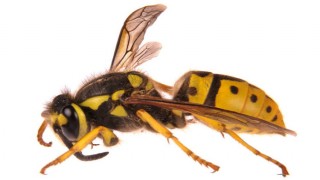 পলাশে ভিমরুলের কামড়ে দিনমজুরের মৃত্যু