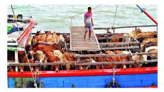 সমুদ্রপথে মিয়ানমার থেকে আনা হচ্ছে গরু মহিষ