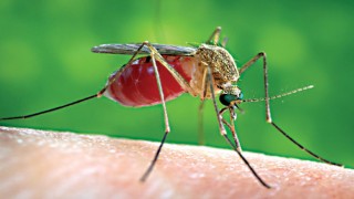 পুরুষ এডিস মশাকে বন্ধ্যা করে ডেঙ্গু রোধ করা সম্ভব