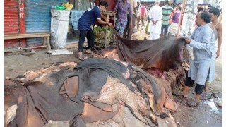 ২৫ লাখ পিস চামড়া কম সংগ্রহের লক্ষ্যমাত্রা নির্ধারণ
