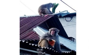 ঘোড়াশাল বাজারে ক্ষুধার তাড়নায় বেড়েছে ২ বানরের অত্যচার