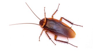 জেনে নিন তেলাপোকা দূর করার ঘরোয়া পদ্ধতি