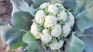 একটি গাছে ২০ টি ফুলকপি!