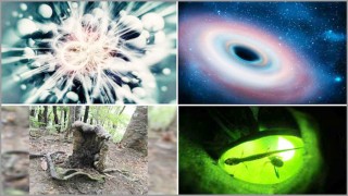 ২০১৯ সালে বিজ্ঞানীদের অদ্ভুত গবেষণা ২০১৯ সালে বিজ্ঞানীদের অদ্ভুত গবেষণা