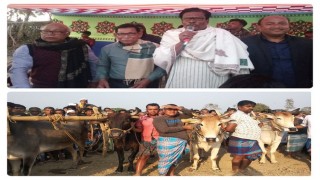 লেবুতলায় ঐতিহ্যবাহী হাল গরুর দৌড় প্রতিযোগিতা অনুষ্ঠিত