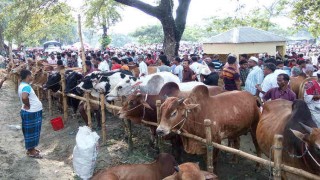 ঈদুল আজহা পর্যন্ত দেশে গবাদি পশুর আমদানি নিষিদ্ধ