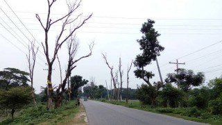 নরসিংদীর দুই সড়কের পাশে মরা গাছ এখন মরণ ফাঁদ