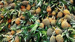 দেশজুড়ে স্বাদের সুনাম থাকলেও কমছে রাবানের আনারস চাষ