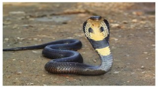 বছরে ১ লাখ ৩৮ হাজার মানুষের মৃত্যু হয় সাপের কামড়ে