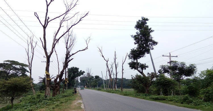 নরসিংদীর দুই সড়কের পাশে মরা গাছ এখন মরণ ফাঁদ নরসিংদীর দুই সড়কের পাশে মরা গাছ এখন মরণ ফাঁদ