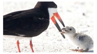 খাবার ভেবে ছানার মুখে সিগারেট তুলে দিল পাখি!