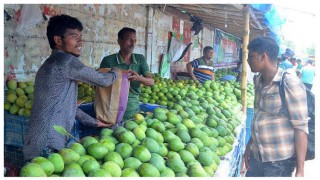 জমতে শুরু করেছে রাজশাহীর আমের বাজার