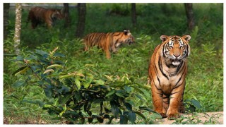 তিন বছরে ৮টি বেড়ে সুন্দরবনে বাঘের সংখ্যা ১১৪