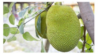 জেনে নিন কাঁঠালের যতো স্বাস্থ্য গুণ জেনে নিন কাঁঠালের যতো স্বাস্থ্য গুণ