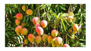 যখন যে আম খাবেন