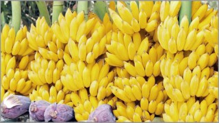 কলা সবকালেই আপনার বাচ্চার জন্য উপকারী