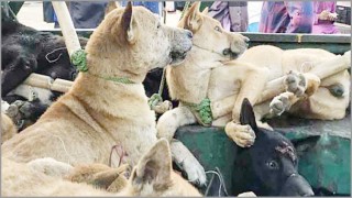 বাংলাদেশের কুকুর পাচার হচ্ছে ভারতে!