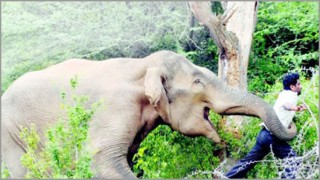 বন্য হাতির আক্রমণে বোয়ালখালীতে ৩ জনের মৃত্যু