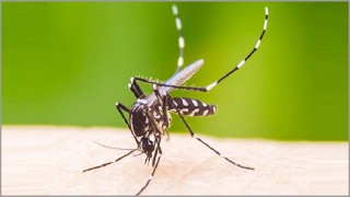 ২৪ ঘণ্টায় আবারও ডেঙ্গু আক্রান্ত ৯২ জন