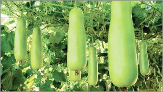 লাউ-এর রয়েছে নানাবিধ উপকারিতা