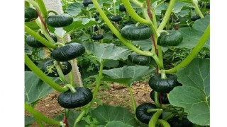 মনোহরদীতে শীতকালীন সবজি চাষে ব্যস্ততা কৃষকদের