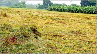 বুলবুল: কৃষকদের ক্ষতি পোষাতে বরাদ্দ ৮০ কোটি টাকা