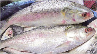 নিষেধাজ্ঞা অমান্য করে ইলিশ শিকার; ১৬৮ জনকে বিভিন্ন মেয়াদে কারাদণ্ড