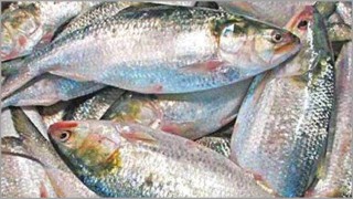 মধ্যরাতে উঠছে ইলিশ ধরায় নিষেধাজ্ঞা