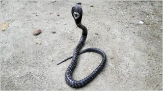 ঘুমন্ত অবস্থায় বিষধর সাপের দংশনে স্বামী-স্ত্রীর মৃত্যু