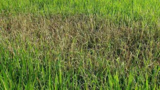 পলাশে রোপা আমন ক্ষেতে পোকার আক্রমণ, উদ্বিগ্ন কৃষকরা