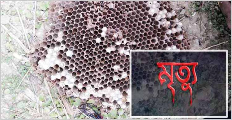 ভীমরুলের কামড়ে দুই শিশুর মৃত্যু ভীমরুলের কামড়ে দুই শিশুর মৃত্যু