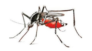 নতুন করে ডেঙ্গুতে আক্রান্ত হয়েছেন ৭৯৩ জন