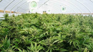 গাঁজা সেবনে শীর্ষে নিউইয়র্ক শহর!