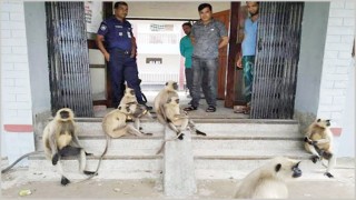 আহত ছানাকে নিয়ে থানায় হনুমানের দল!