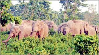 বাংলাদেশে ঢুকছে ভারতীয় বন্যহাতির দল
