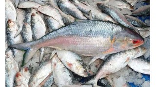ভোলায় নদীতে ধরা পড়ছে ঝাঁকে ঝাঁকে ইলিশ