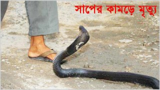 বিষাক্ত সাপের কামড়ে ২ জনের মৃত্যু
