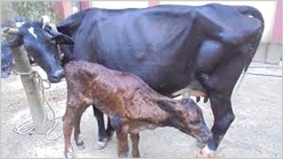 মশাবাহিত রোগে ২৫ গরুর মৃত্যু