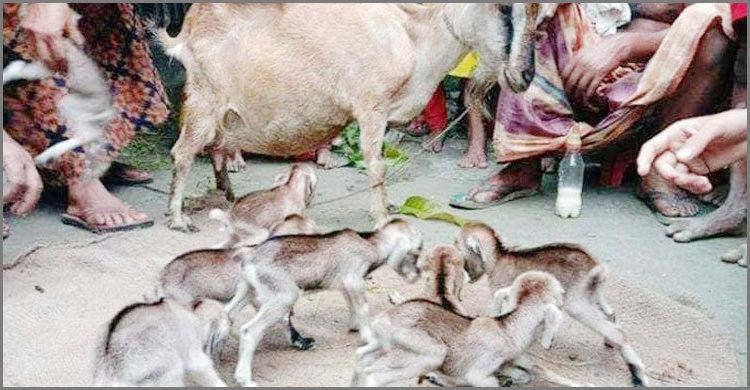 একসাথে ছাগলের ৮ বাচ্চা প্রসব একসাথে ছাগলের ৮ বাচ্চা প্রসব