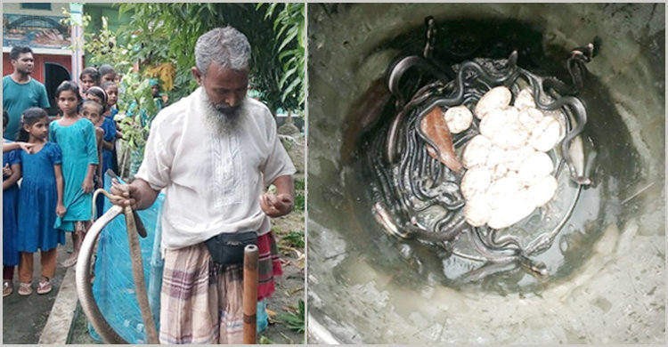 সোনারগাঁয়ে ৪৮ টি বিষধর গোখরা সাপ উদ্ধার সোনারগাঁয়ে ৪৮ টি বিষধর গোখরা সাপ উদ্ধার