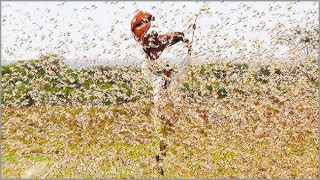 বাংলাদেশের দিকে ধেয়ে আসছে পঙ্গপাল!