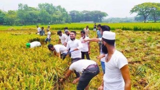 পলাশে প্রান্তিক কৃষকদের ধান কেটে দিলো ছাত্রলীগ