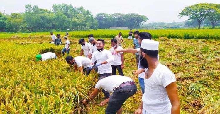 পলাশে প্রান্তিক কৃষকদের ধান কেটে দিলো ছাত্রলীগ পলাশে প্রান্তিক কৃষকদের ধান কেটে দিলো ছাত্রলীগ