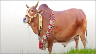 সুস্থ-সবল গরু চেনার উপায়...