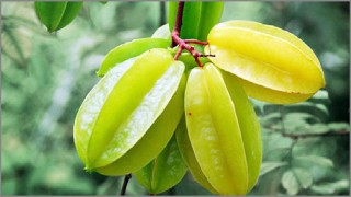 কামরাঙ্গার উপকারিতা ও ঔষধি গুনাগুন