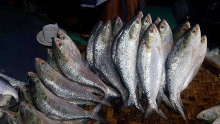 লক্ষীপুরের মেঘনায় অসময়েও ধরা পড়ছে প্রচুর ইলিশ