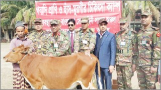 শিবপুরে সেনাবাহিনী কর্তৃক গবাদি প্রাণি ও হাঁস-মুরগীর চিকিৎসা ক্যাম্প